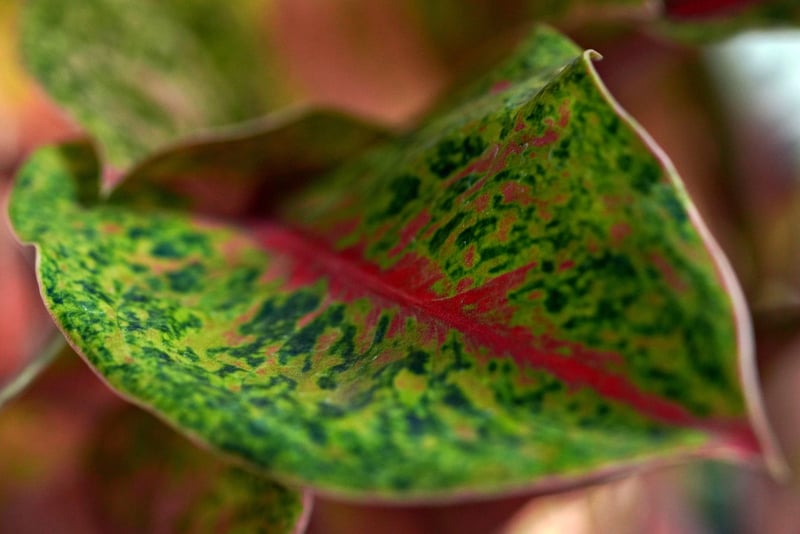 Whimsical Botany