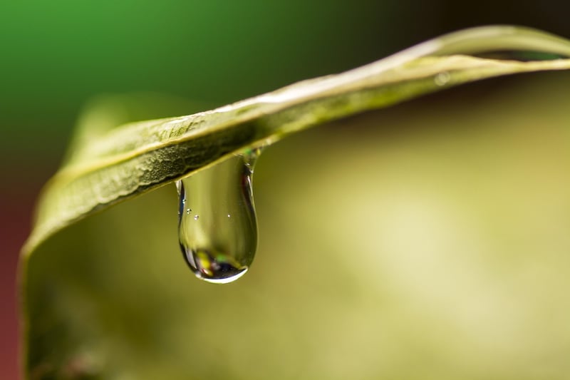 Green Leaves
